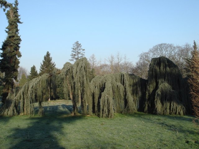 Cedrus libani subsp.atlantica 'Glauca Pendula'